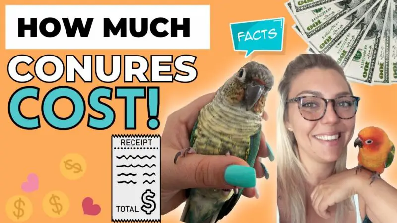 How Much Do Sun Conures Cost? - ZooNerdy