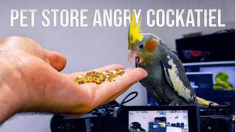 how long does it take to tame a cockatiel