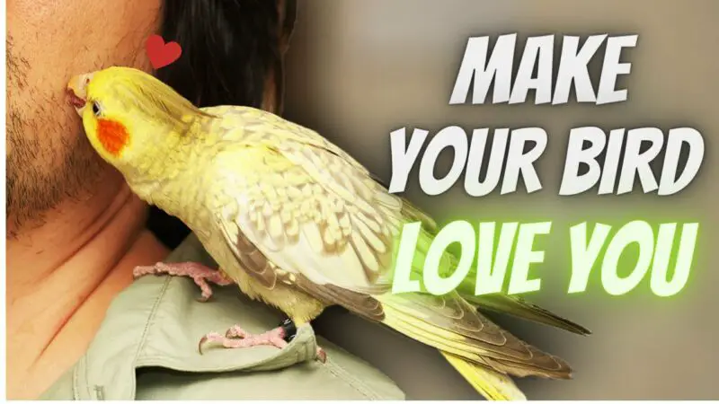 how to get a cockatiel to like you pYSC0Nfh6lk
