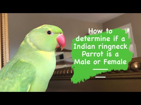 how to identify male and female indian parrot 6OamGThMkeQ