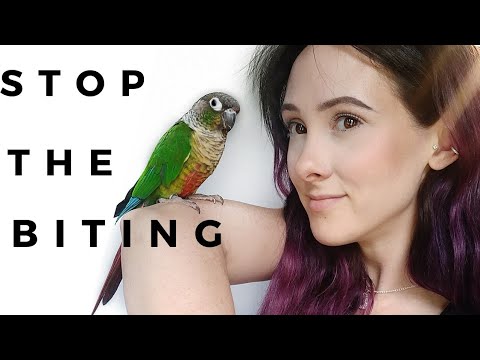 how to stop a conure from biting xTkZNFI5c M