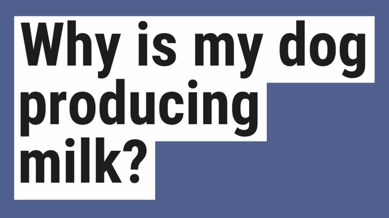 why-is-my-dog-producing-milk-even-though-she-s-not-pregnant-zoonerdy