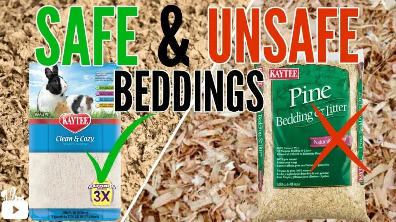 is-aspen-bedding-a-safe-option-for-hamsters-zoonerdy