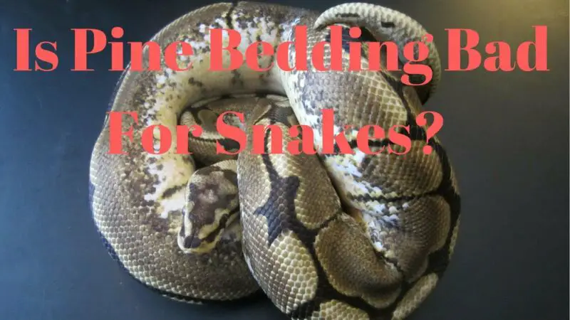 is-it-safe-to-use-pine-bedding-for-snakes-zoonerdy