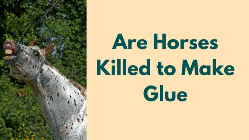 homemade-glue-all-types-of-glue-making-at-home-how-to-make-glue-at-home