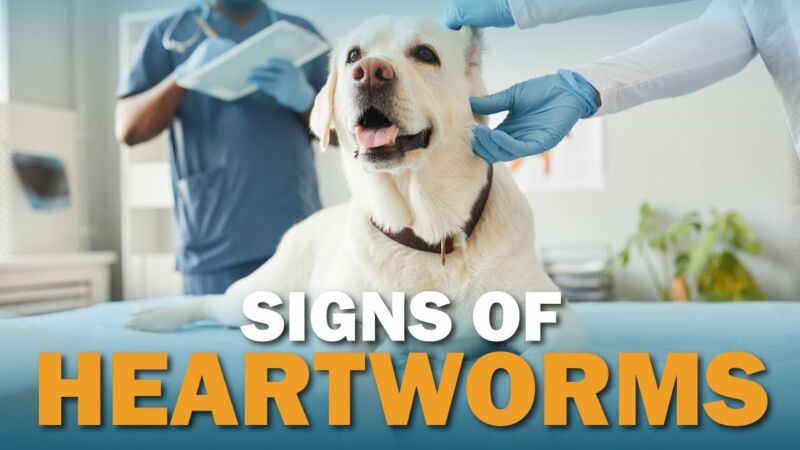 education-spotlight-heartworm-disease-in-dogs-and-cats-northside