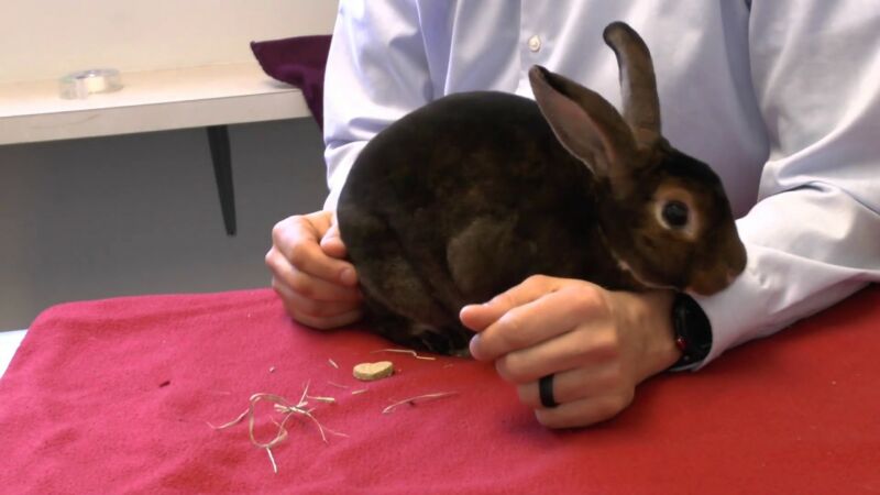 How Often Should A Rabbit's Litter Box Be Cleaned? - ZooNerdy