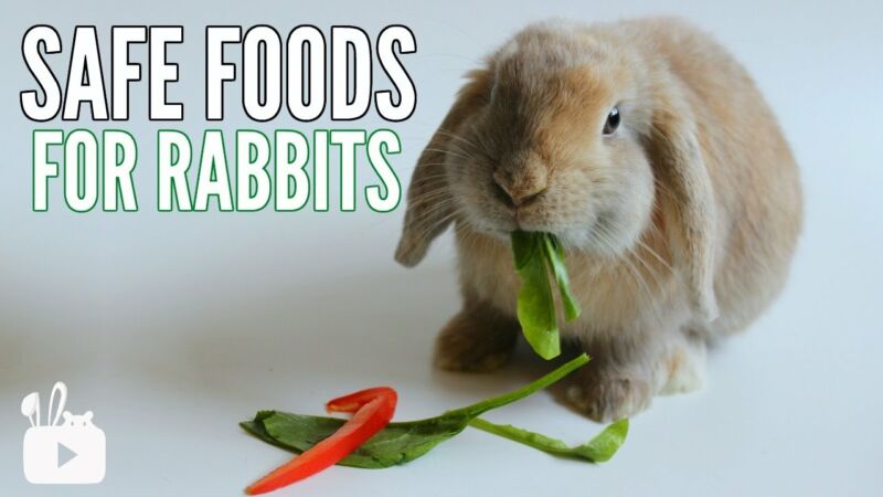 Which Fruits And Vegetables Can Bunnies Consume? - ZooNerdy