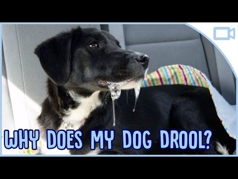 Why Do Female Dogs Drool Around Puppies? - ZooNerdy