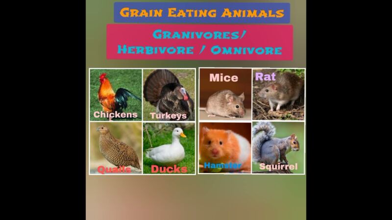 Do Any Animals Eat Grains? - ZooNerdy