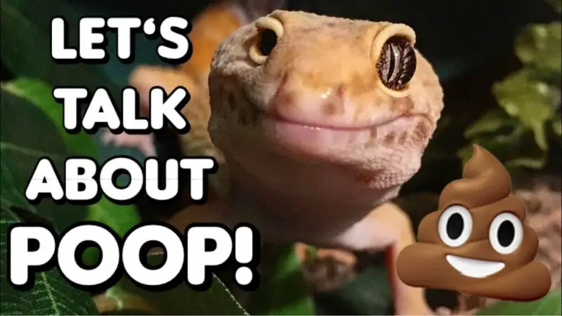 what-does-leopard-gecko-poop-look-like-zoonerdy