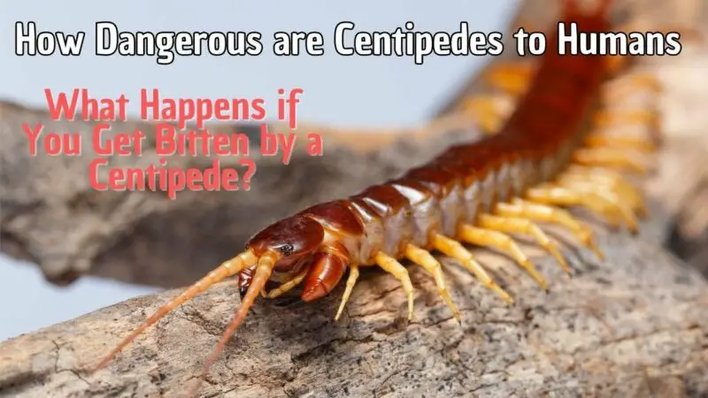 Are Centipedes In California Dangerous To Humans? - ZooNerdy