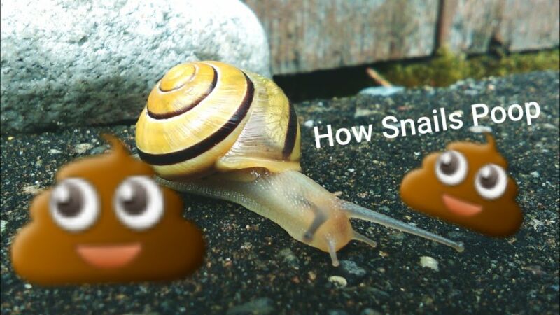 What Does Snail Poop Look Like Zoonerdy