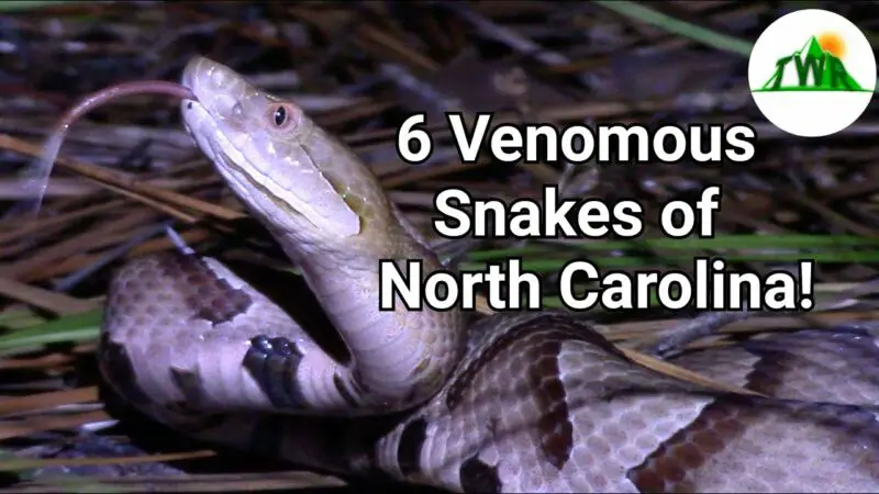 Are Brown Snakes Venomous In North Carolina? - ZooNerdy