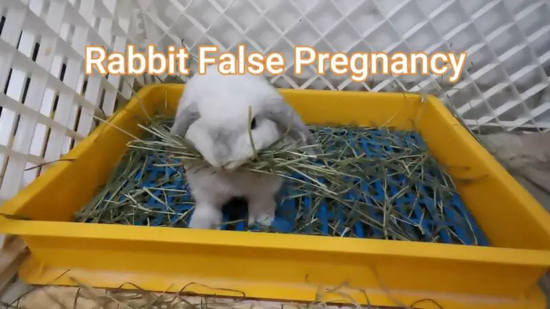 Do Rabbits Build Nests If They Are Not Pregnant? - ZooNerdy