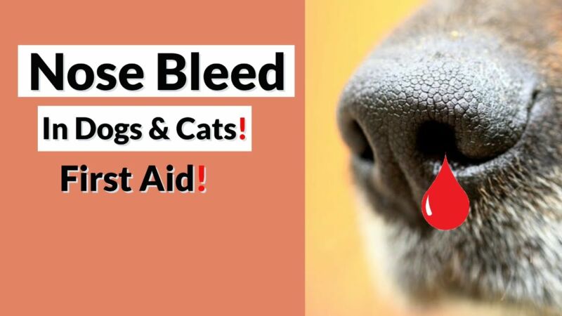 what-causes-bloody-noses-in-cats-zoonerdy