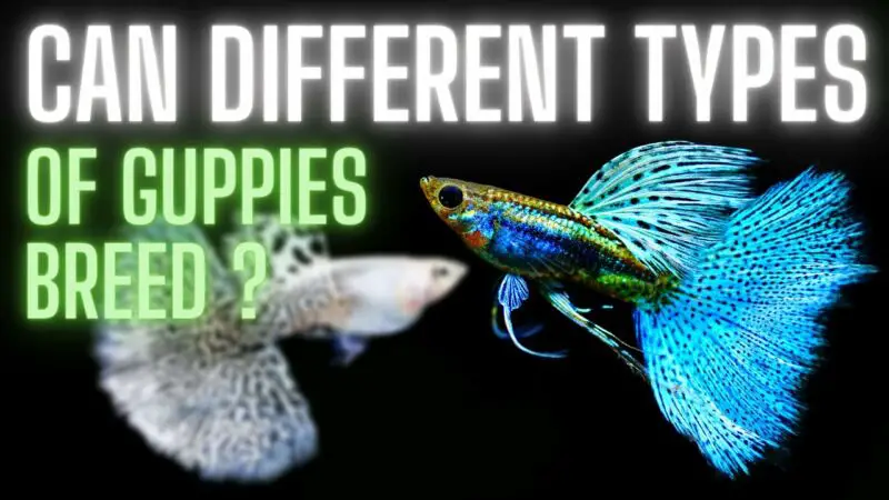 can different types of guppies breed 6yCLSGhFzyM