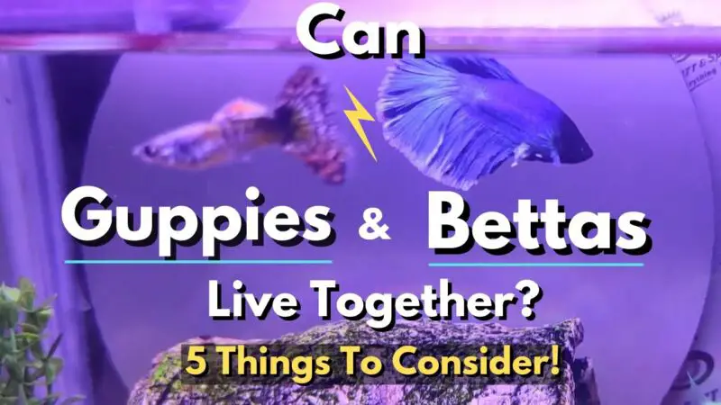 can female bettas live with guppies 5TLJN9b5hk0