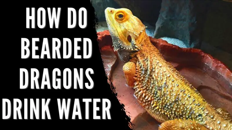 do bearded dragons appreciate being misted with water HX65SZQckKQ