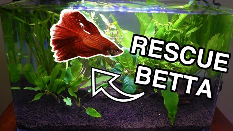 ¿Los peces betta necesitan plantas vivas en su tanque? qX9 qSNTEWA