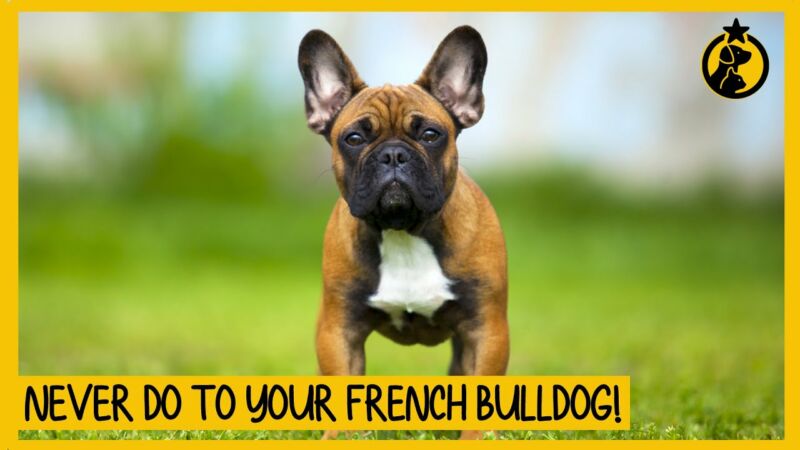 do french bulldogs have naturally short tails Em5WE9QFfa0