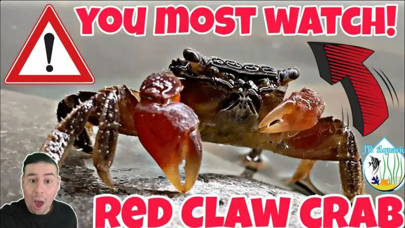 What Do Red Claw Crabs Eat? - ZooNerdy