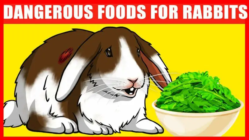 Can Rabbits Safely Consume Peas Within Their Pods? - ZooNerdy