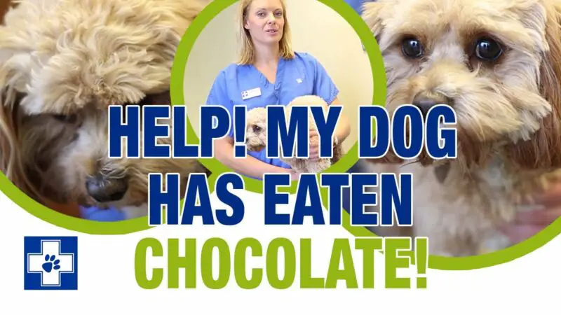 What Should I Do If My Dog Ate Semi-sweet Chocolate Chips? - ZooNerdy