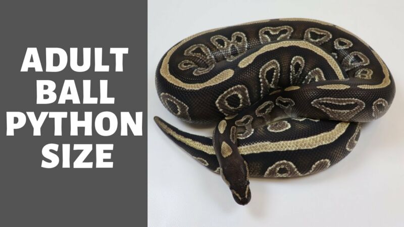 how large can male ball pythons grow lX Ri9p0mJg