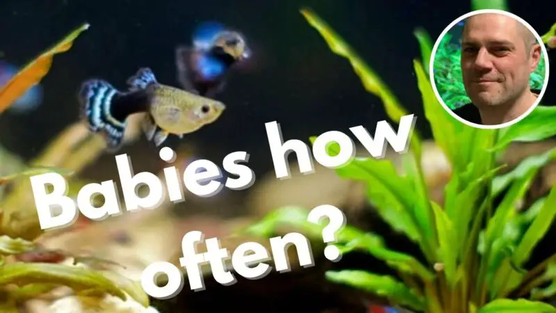 how many babies do guppies have at a time t0NAunUuvtk