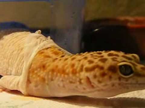how often do leopard geckos go through the shedding process EsVzSdij6AA