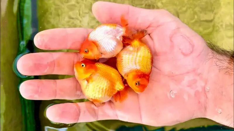 how to breed goldfish in a fish tank GFiK1UAwCsI