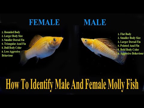 how to tell if a molly is male or female RWhgkiSsGwE