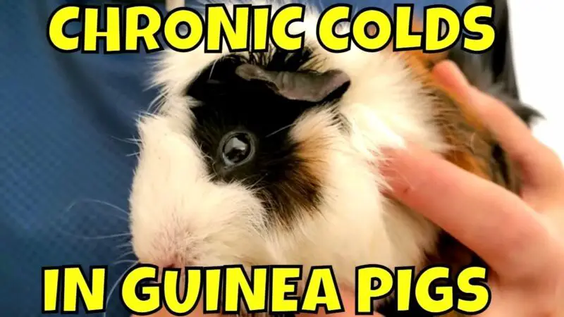 how to treat upper respiratory infections in guinea pigs at home 2mhe edhOr0
