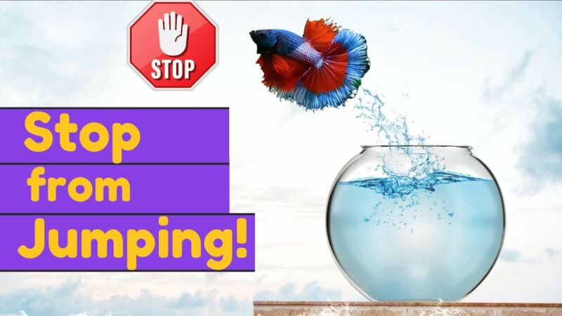 in what circumstances will a betta fish jump out of its bowl GehyA1OeOpM