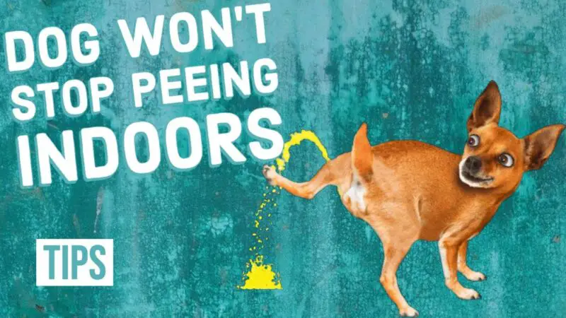 how-can-i-stop-my-dog-from-peeing-in-the-house-zoonerdy