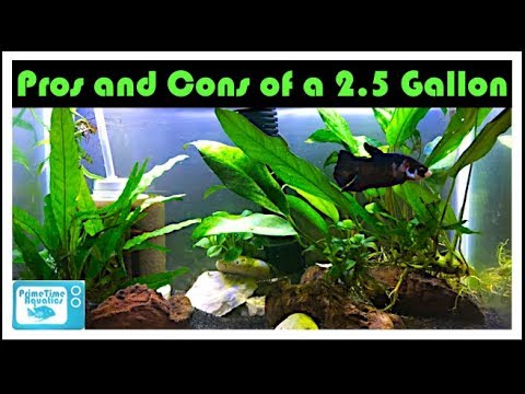 is a 2 5 gallon tank sufficient for a betta fish Id0zjUzcwCA