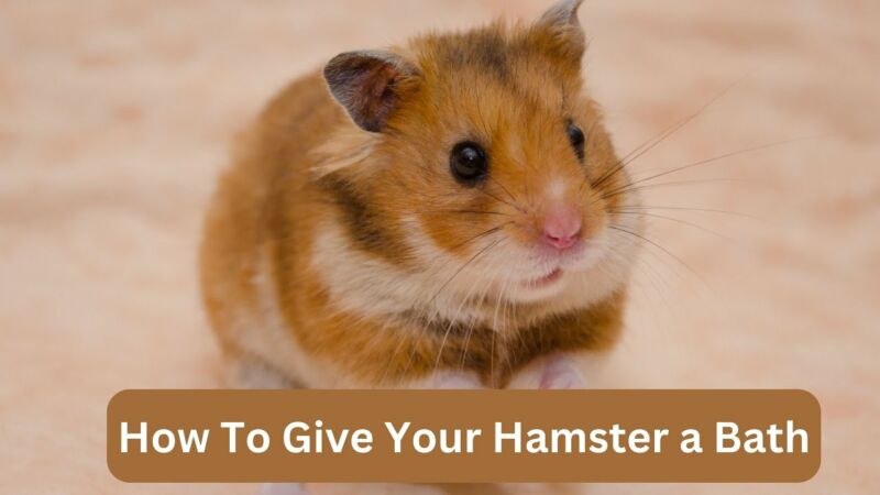 is it possible to give a hamster a bath mSmI257Z7NA