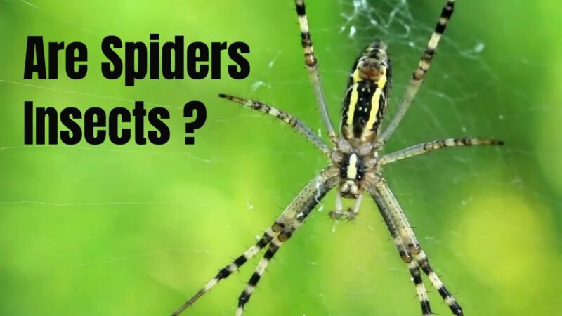 Are mites and spiders classified as insects? - ZooNerdy