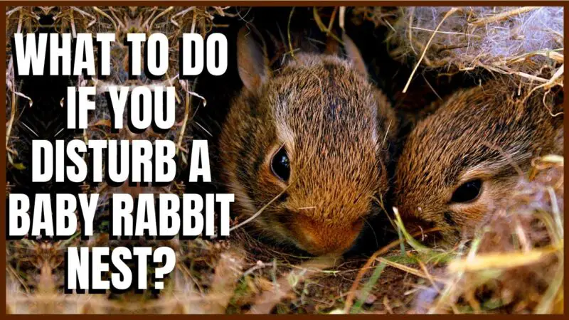 Can Baby Rabbits Find Their Nest After Being Frightened Away? - ZooNerdy