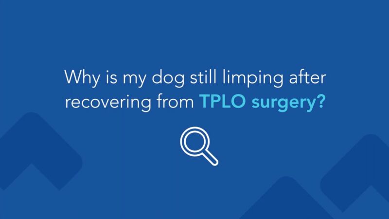 What Could Be The Reason For My Dog Limping Six Months After TPLO