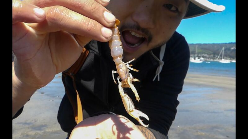 what-does-a-ghost-shrimp-eat-zoonerdy