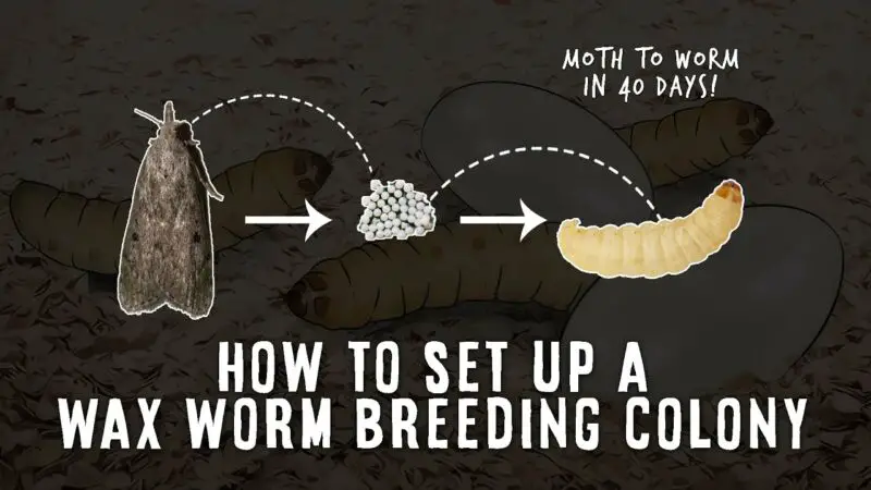 What Do Wax Worms Look Like And How Can They Be Identified? - ZooNerdy