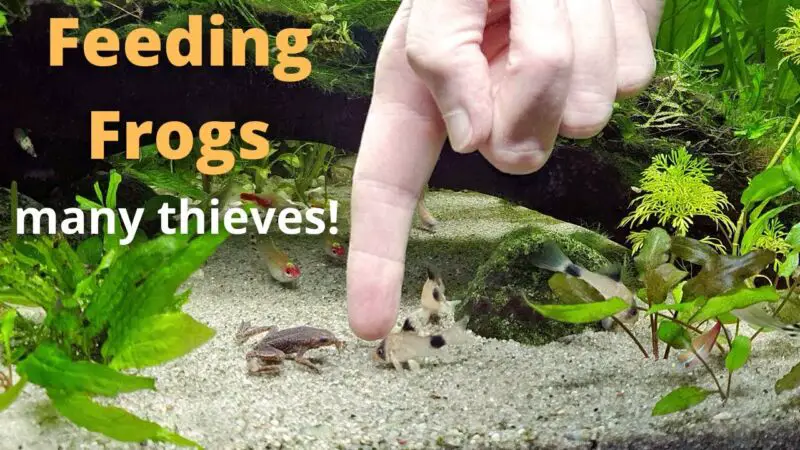 What Fish Can Live With African Dwarf Frogs? - ZooNerdy