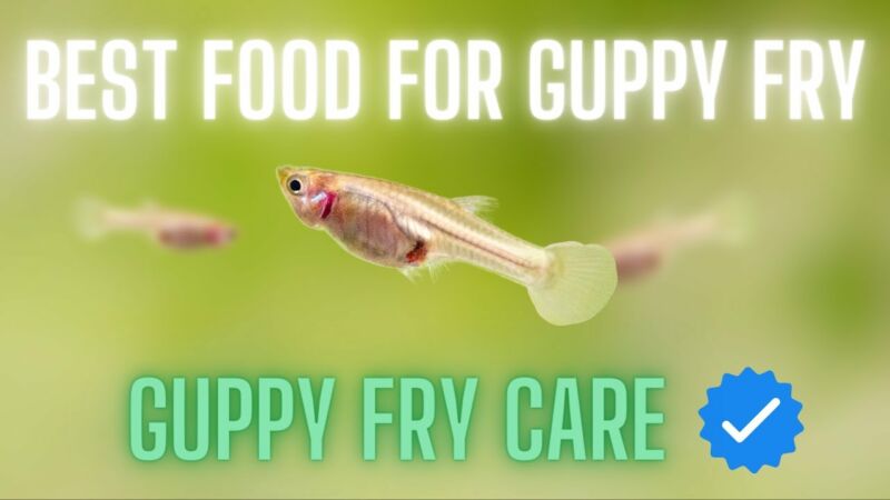 what is the best food for guppy fry