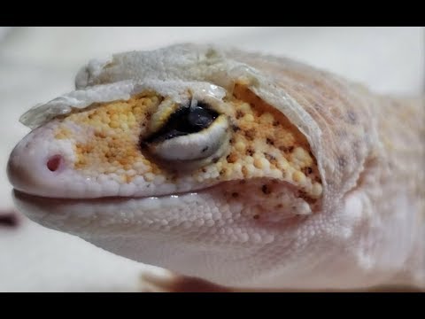 what is the best method for removing shed from a leopard gecko 8217 s eye oHgWQjwGVhY