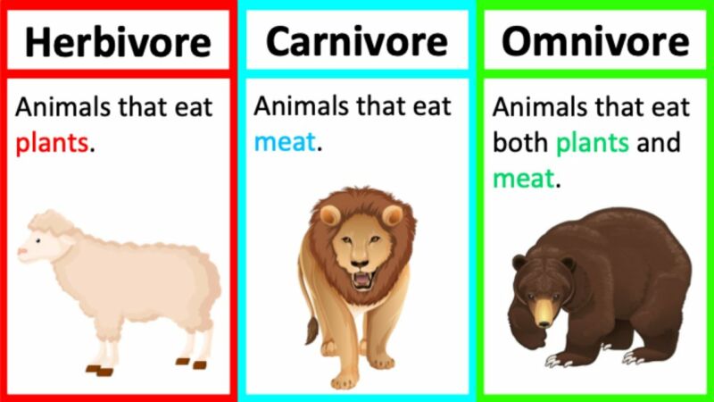 Are Lions Carnivores, Herbivores, Or Omnivores? - ZooNerdy