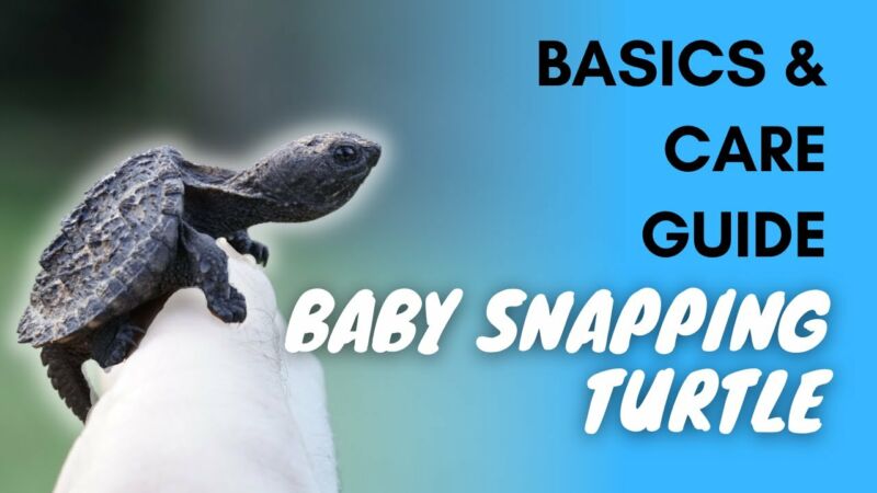 what-do-baby-snapping-turtles-eat-zoonerdy