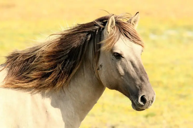 How Much Water Do Horses Drink A Day? ZooNerdy