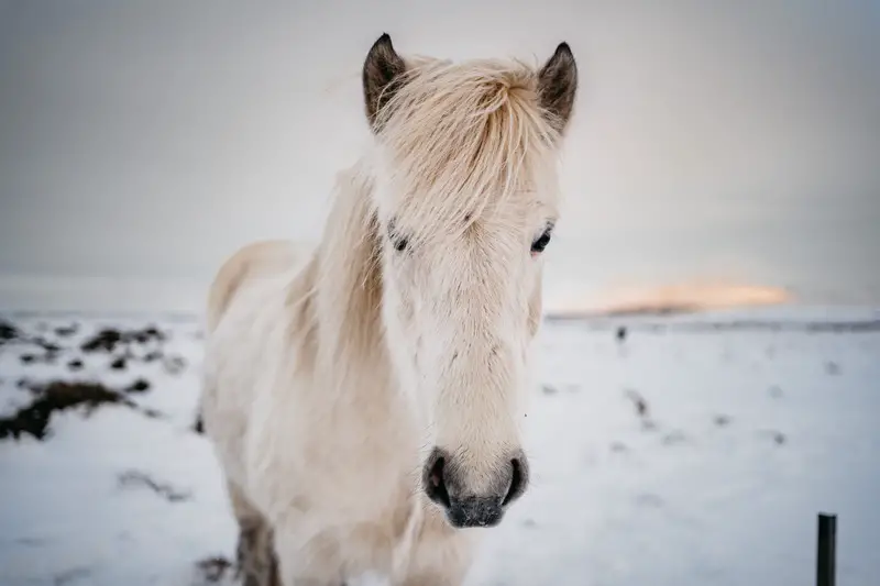 Horse Winter